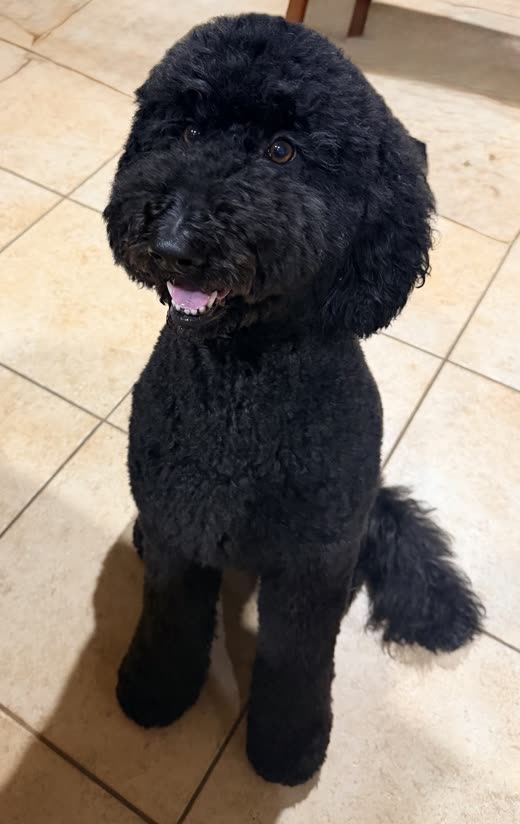 Black doodle with a full fluffy face trim looking at the camera